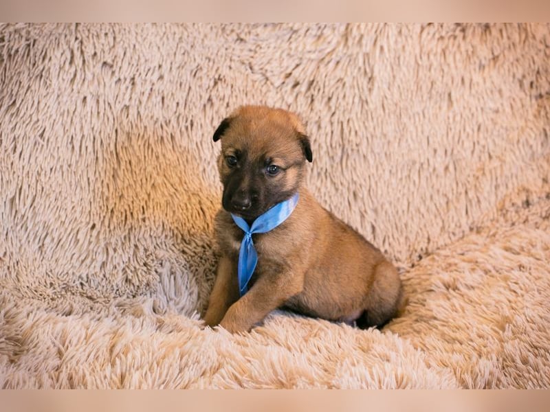 Welpe SNICKERS - ich freue mich darauf, mit meinen Menschen die Welt zu entdecken!