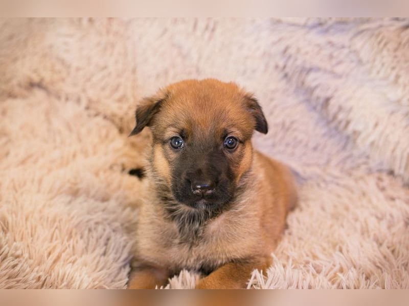 Welpe DUPLO - ich wünsche mir eine Familie, die mich liebt und nie mehr alleine lässt!