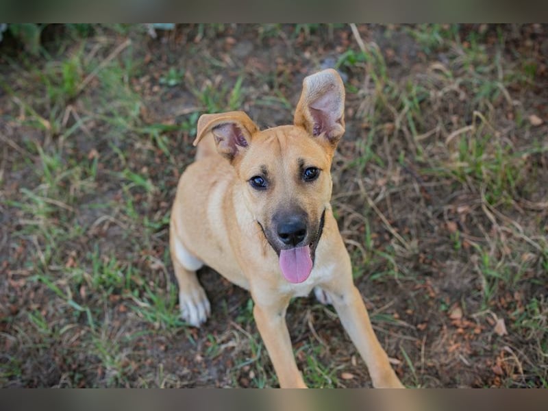 Welpe UNDA - die hübsche Maus sucht ein tolles Für-Immer Zuhause!