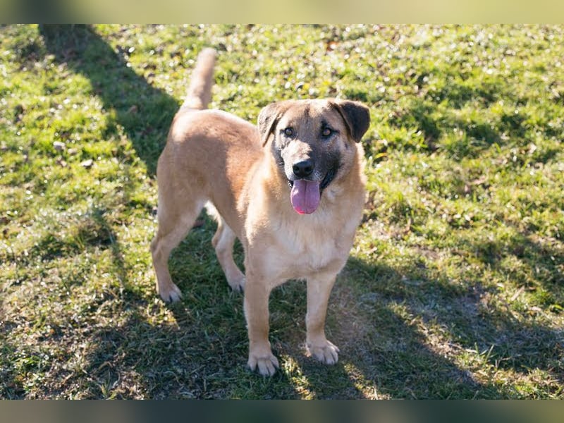 BOFUR - ich bin menschenbezogen, aktiv, leinenführig und suche eine unternehmungslustige Familie