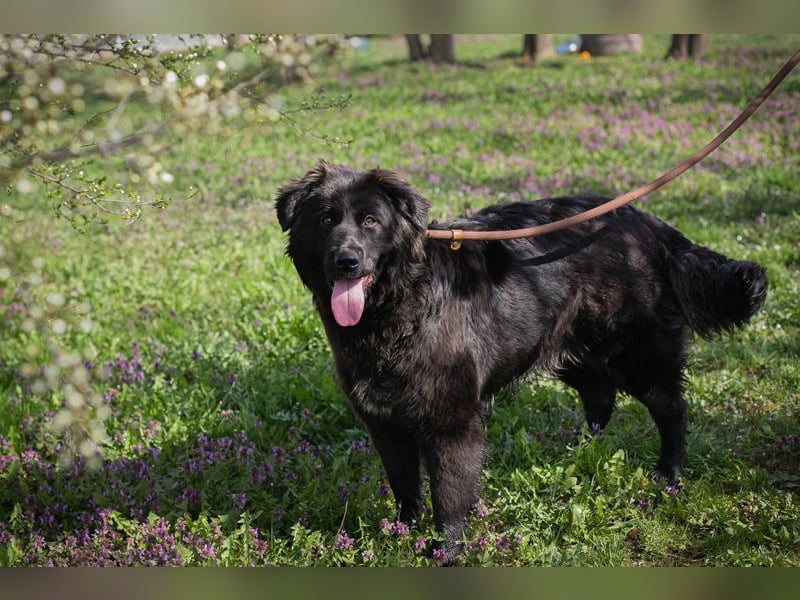 Chip-Nr. 270037 - ich wünsche mir eine Familie die mich liebt und mich nie mehr alleine lässt