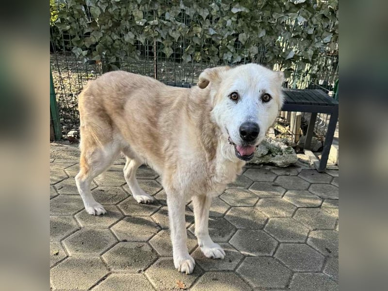 NOBBY - der herzensgute Senior wünscht sich noch ein liebes Zuhause und ein warmes Körbchen...