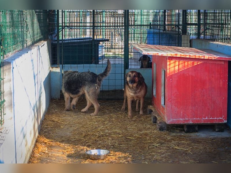 Chip-Nr. 2159858 - die liebe Hündin möchte so gerne ein Teil DEINER Familie sein!