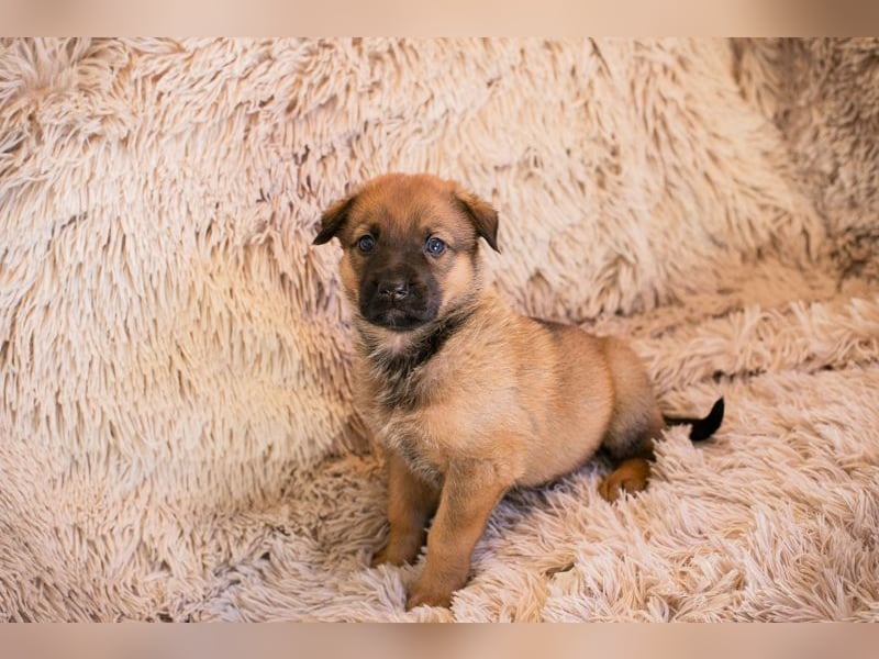 Welpe DUPLO - ich wünsche mir eine Familie, die mich liebt und nie mehr alleine lässt!