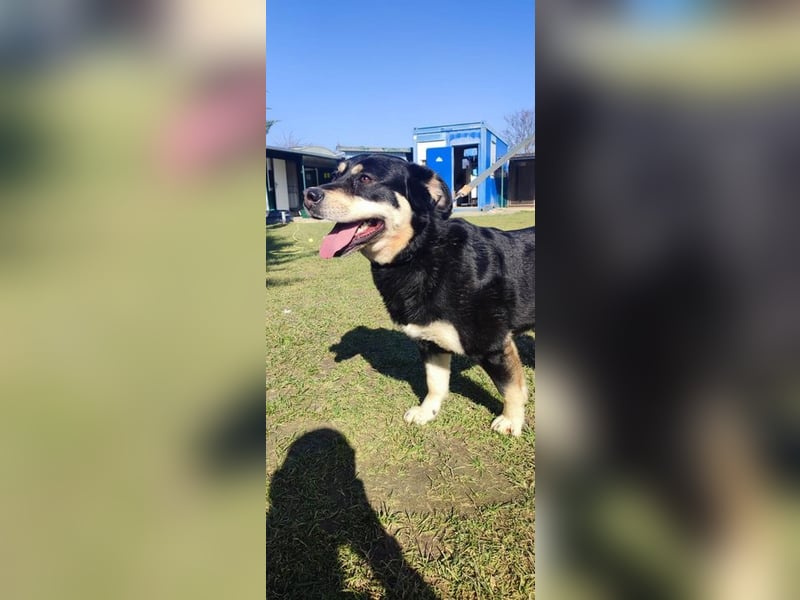 Internes Zuordnungsmerkmal 13L - ich suche einen tollen Namen und ein eigenes Zuhause!