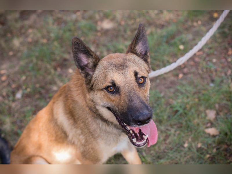 Chip 289818 - Junger Mann sucht ein aktives Zuhause