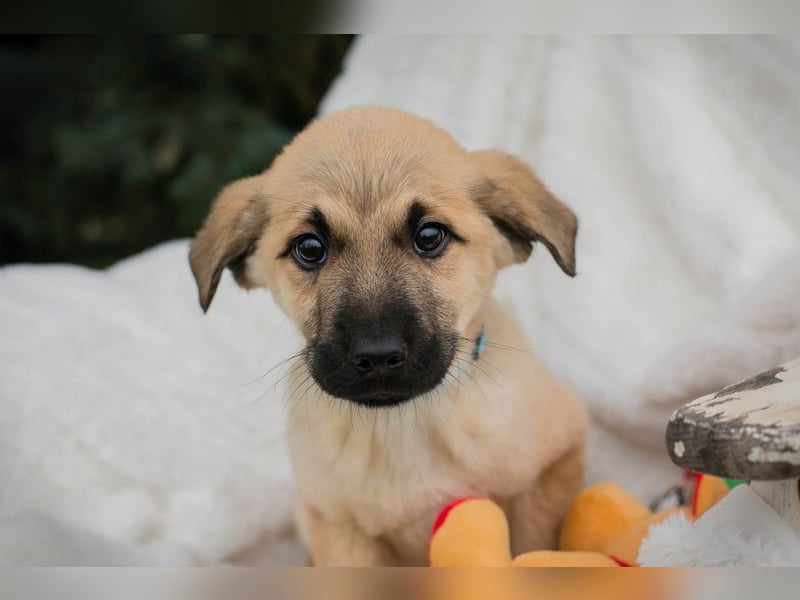 Welpe ELVIS - spielen, kuscheln, lernen... wer schenkt mir ein liebevolles Zuhause?
