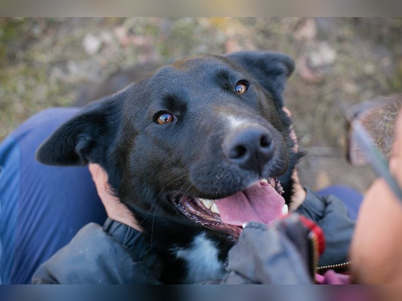 MIRAN - der aktive, zugängliche Rüde sucht eine hundeerfahrene, unternehmungslustige Familie!