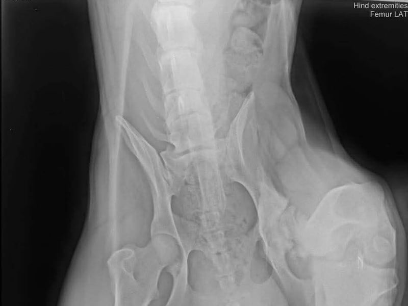 MARLI - der aktive, aufgeschlossene Rüde wartet sehnsüchtig auf eine eigene Familie!