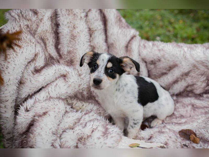 Welpe Chip-Nr. 253319 - die kleine Maus wartet sehnsüchtig auf eine eigene Familie!