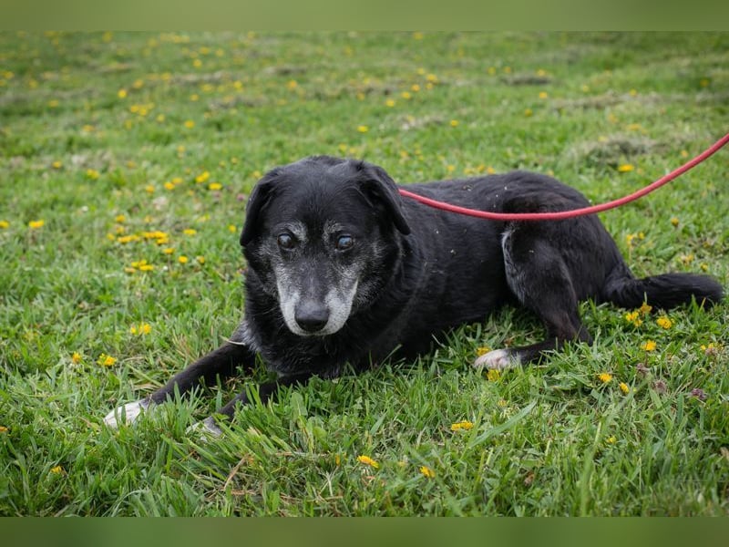 ROLFI - der liebe und zugängliche ältere Rüde sucht ein tolles Zuhause