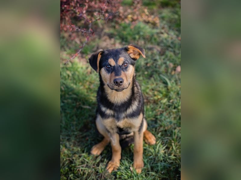 BAILEY - ich möchte so gerne ein Teil deiner Familie sein!