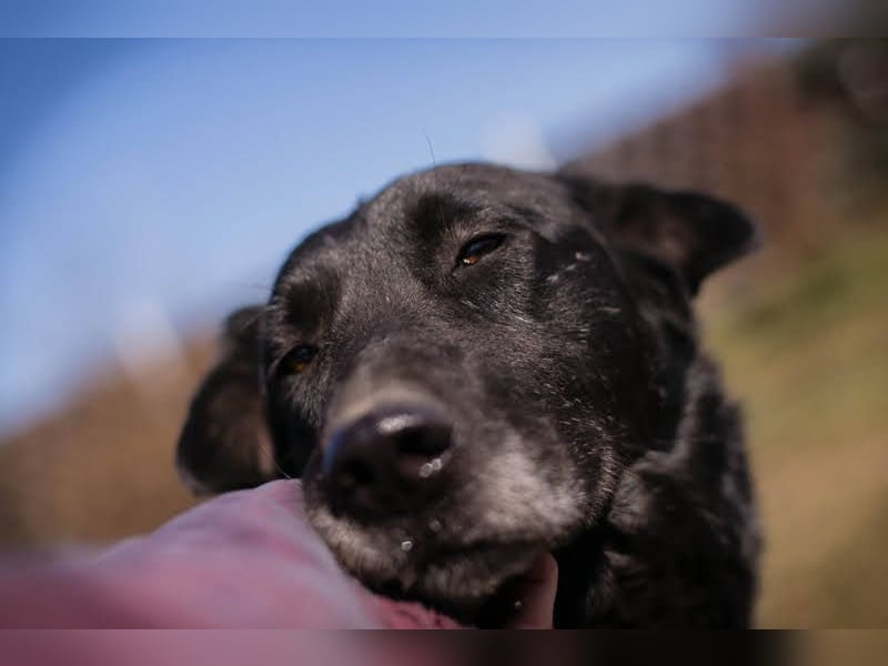 INGMAR - der brave, menschenbezogene und lernwillige Rüde sucht seine Menschen