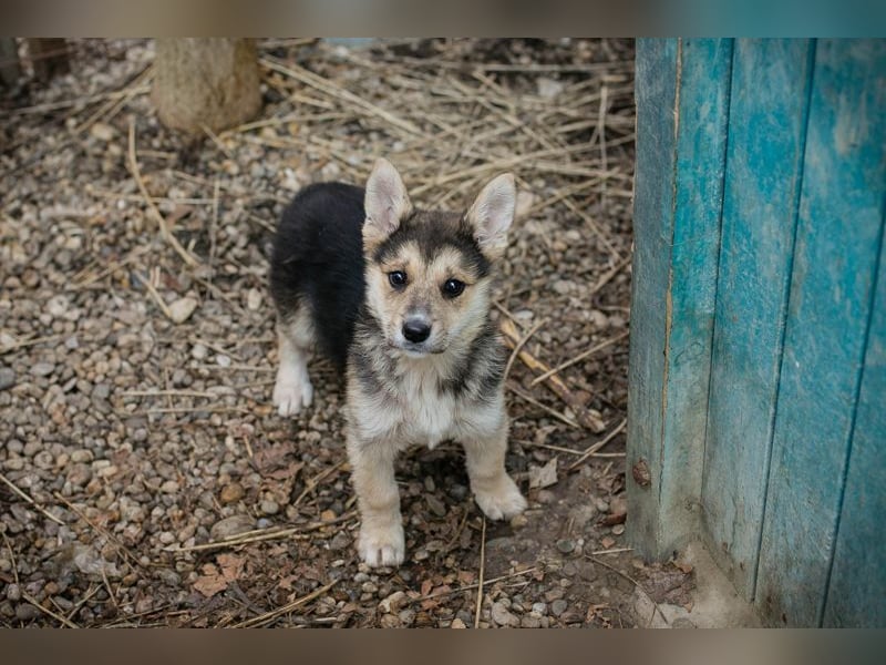 Welpe Chip-Nr. 271622- die kleine Maus sucht einen Namen und am liebsten auch gleich ein Zuhause!