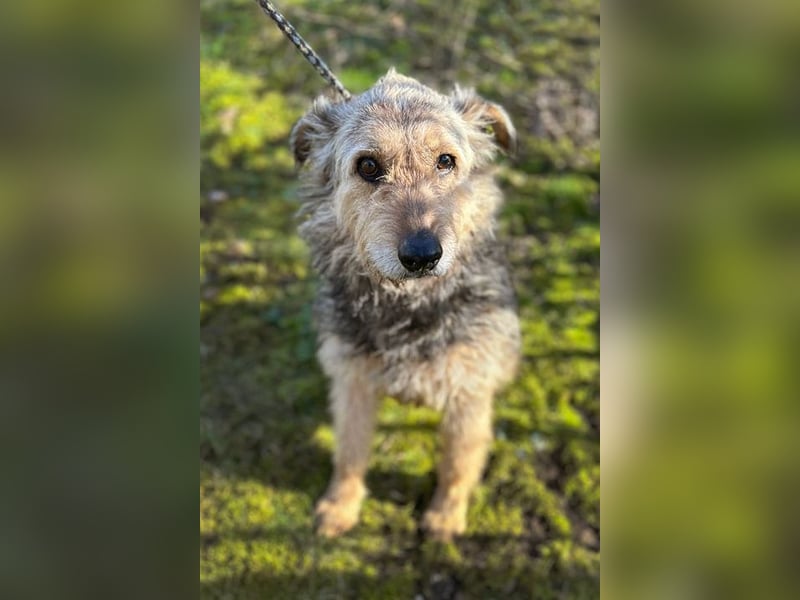 HERMANN - der zurückhaltende, ältere Strubbel ist auf der Suche nach Liebe und Geborgenheit