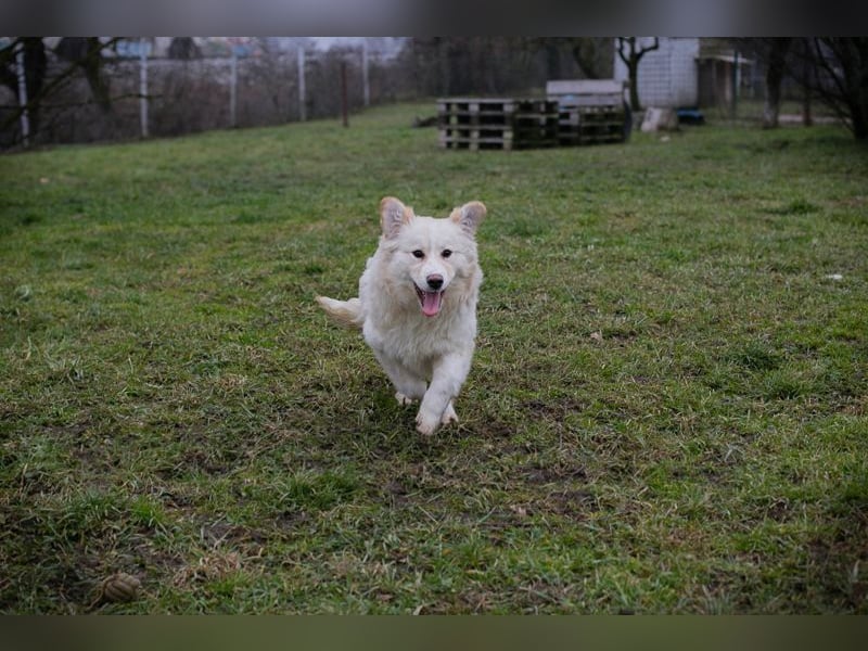 Welpe BODO - ich freue mich auf ein spannendes Leben mit meinen Menschen!