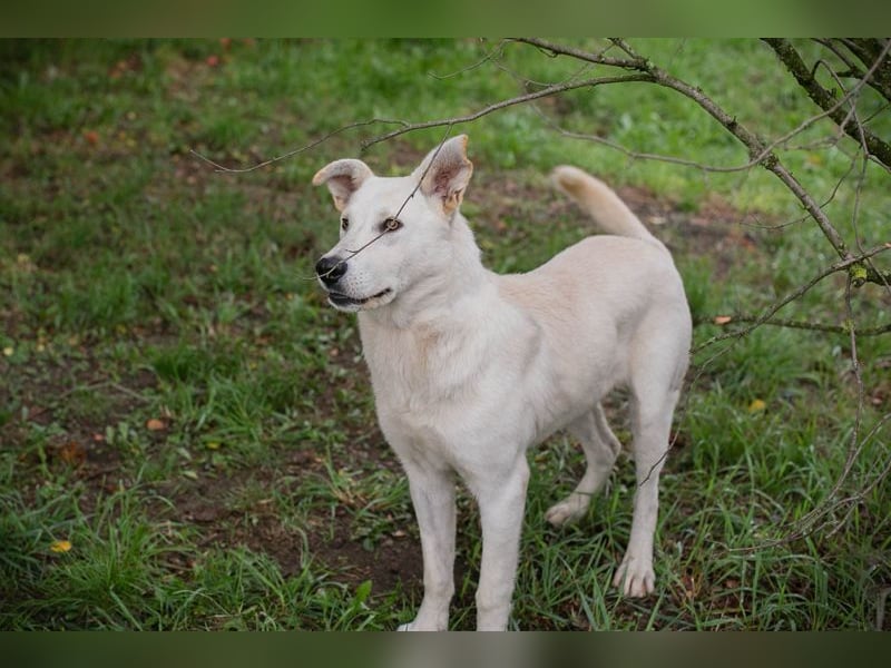 PAULO - der verspielte und zugängliche Hundemann freut sich auf sein eigenes Zuhause!