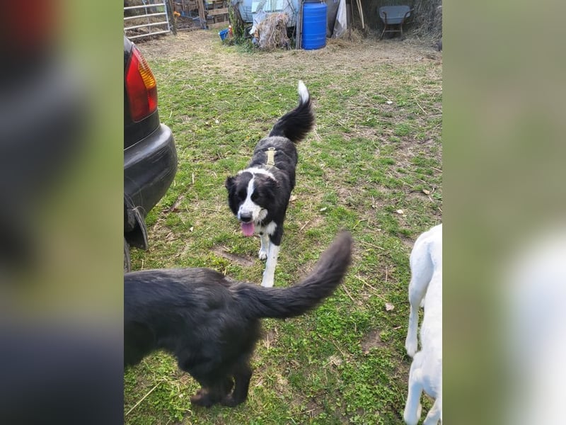 ARKANI - ich brauche Regeln und Führung und suche konsequente Menschen!