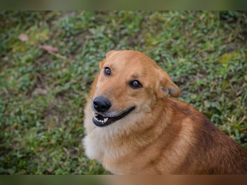 ODIN - der fröhliche junge Rüde sucht eine ebenso fröhliche, aktive Familie!