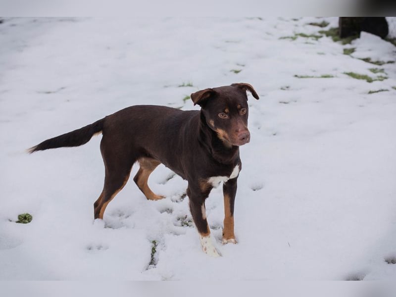 FREYA - zeigst du mir, wie ein liebevolles und glückliches Hundeleben aussieht?