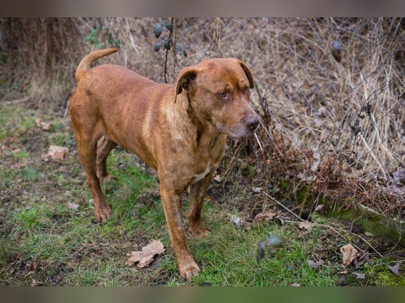 LIO - der hübsche Rüde möchte mit seiner Familie die Welt entdecken!