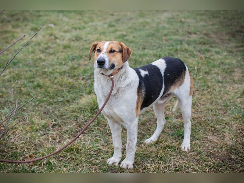 TOTO - der große und aktive Junghund möchte mit seinen Menschen die Welt entdecken!