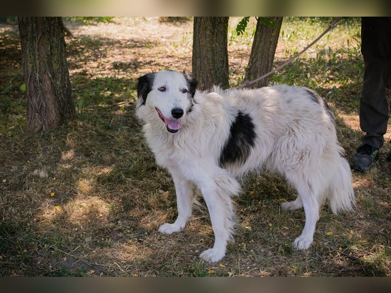 SOFIE - ich möchte so gerne deine vierbeinige Begleiterin sein!