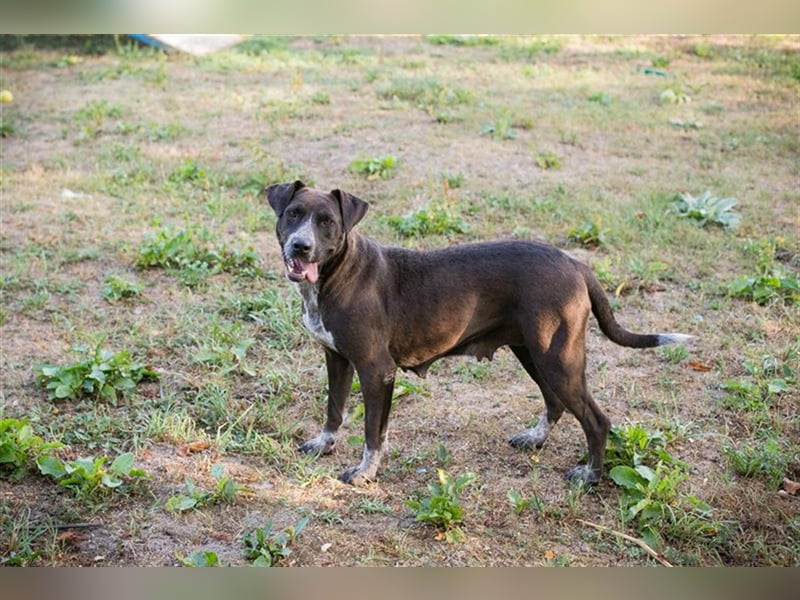 LADY - die ruhige, souveräne und gehorsame Hündin freut sich auf ihre eigene Familie