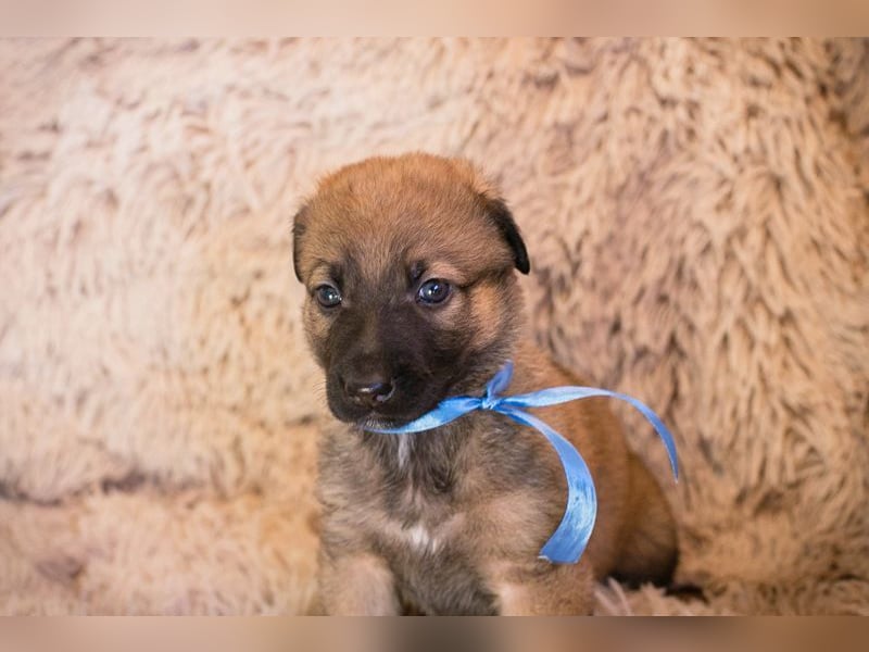 Welpe SNICKERS - ich freue mich darauf, mit meinen Menschen die Welt zu entdecken!