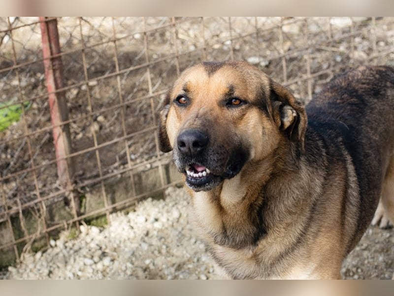 AMIRO - wer zeigt dem hübschen, kräftigen Jungen wie ein tolles Hundeleben aussieht?