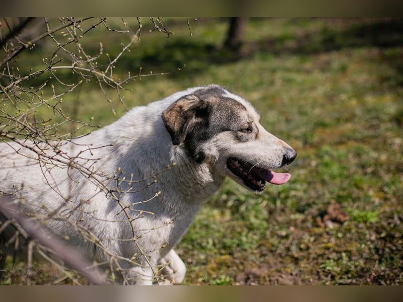 FLY - die nette und aufgeschlossene Hündin liebt Menschen und andere Hunde