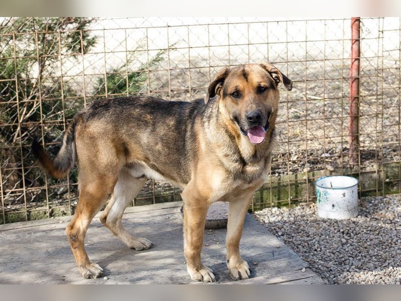 AMIRO - wer zeigt dem hübschen, kräftigen Jungen wie ein tolles Hundeleben aussieht?