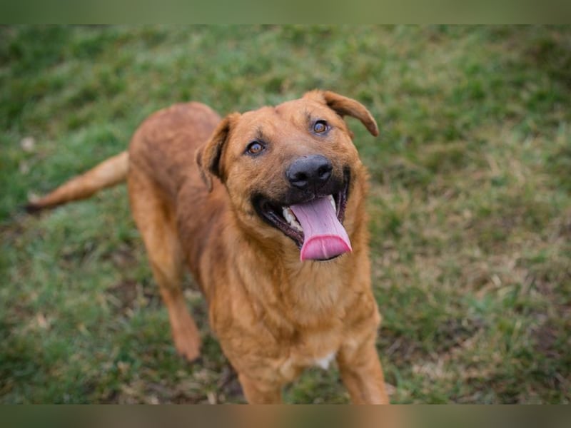 BENNY - der aufgeschlossene Rüde möchte so gern dein vierbeiniger Begleiter sein!