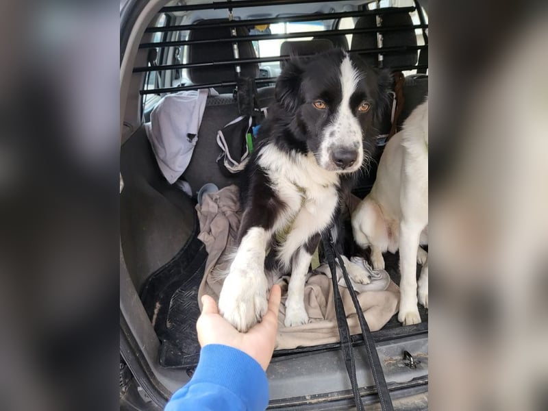 ARKANI - ich brauche Regeln und Führung und suche konsequente Menschen!