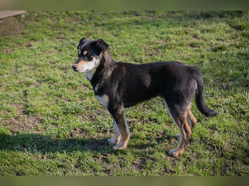 Chip-Nr. 271760 - ich suche ein liebevolles Zuhause in dem ich ein echtes Familienmitglied bin!