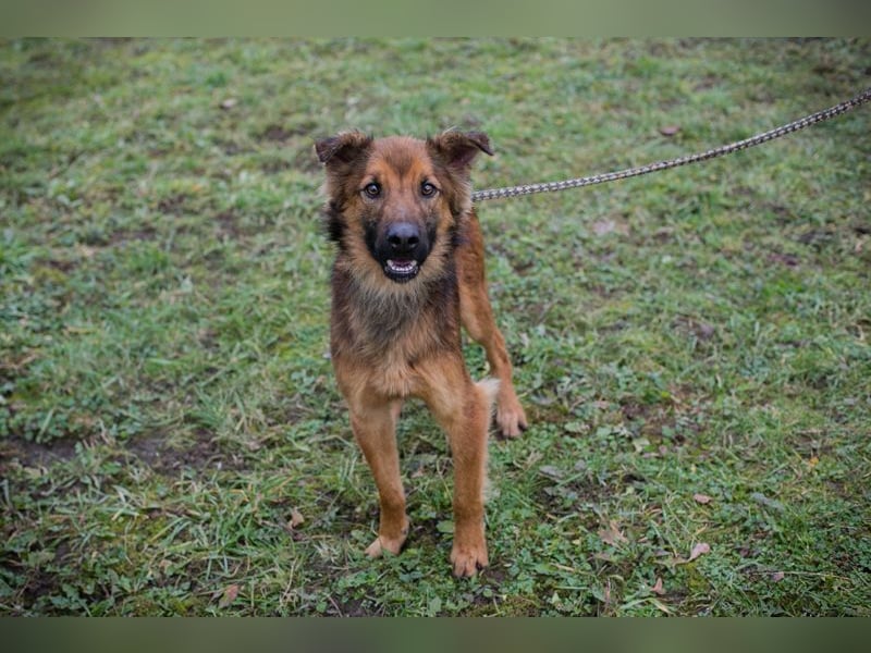 ANDREAS - der aktive und verspielte, liebe Hundemann sucht ein tolles Für-Immer Zuhause!