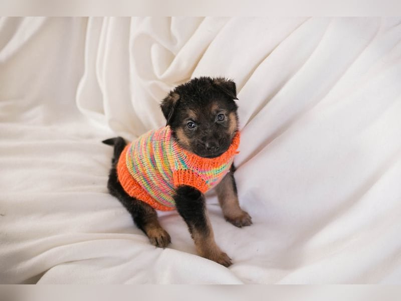 Welpe BUENO - wenn ich groß bin möchte ich eine richtige Familienhündin sein!