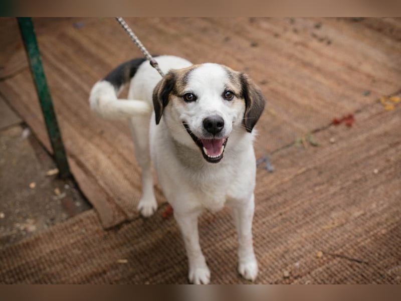 CASPER - der brave Rüde freut sich auf tolle Abenteuer mit seiner Familie!