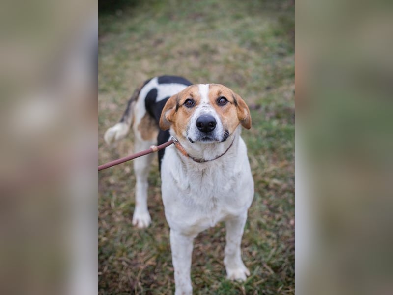 TOTO - der große und aktive Junghund möchte mit seinen Menschen die Welt entdecken!