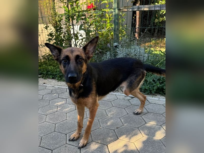 NAYRA - die ruhige, sanfte und anhängliche Hündin wünscht sich so sehr ein eigenes Zuhause...