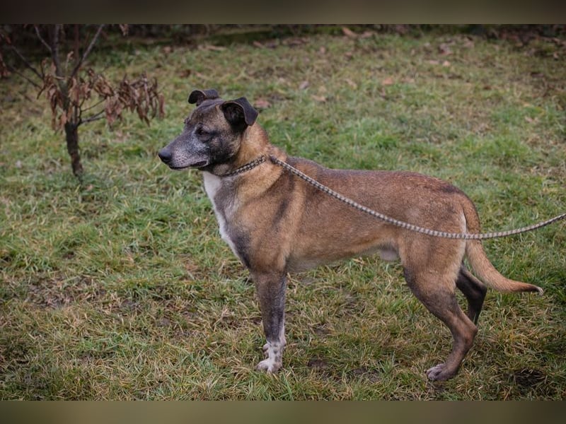 Chip-Nr. 253389  - ich suche einen Namen und am liebsten auch gleich ein eigenes Zuhause