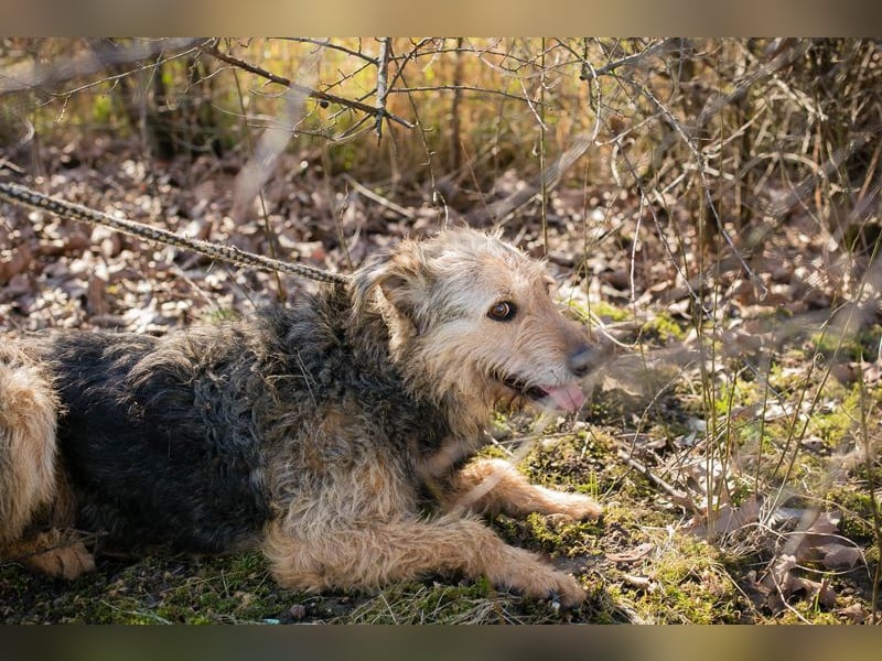 HERMANN - der zurückhaltende, ältere Strubbel ist auf der Suche nach Liebe und Geborgenheit