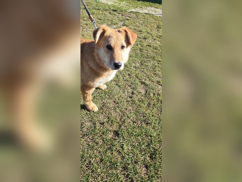 Internes Zuordnungsmerkmal 14L - das liebe, hübsche und dankbare Mädchen träumt von einem Zuhause!