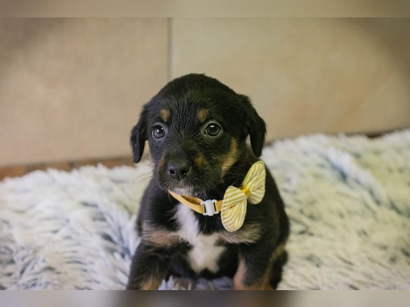 Welpe BELLA - ich möchte so gerne ein Teil deiner Familie sein!