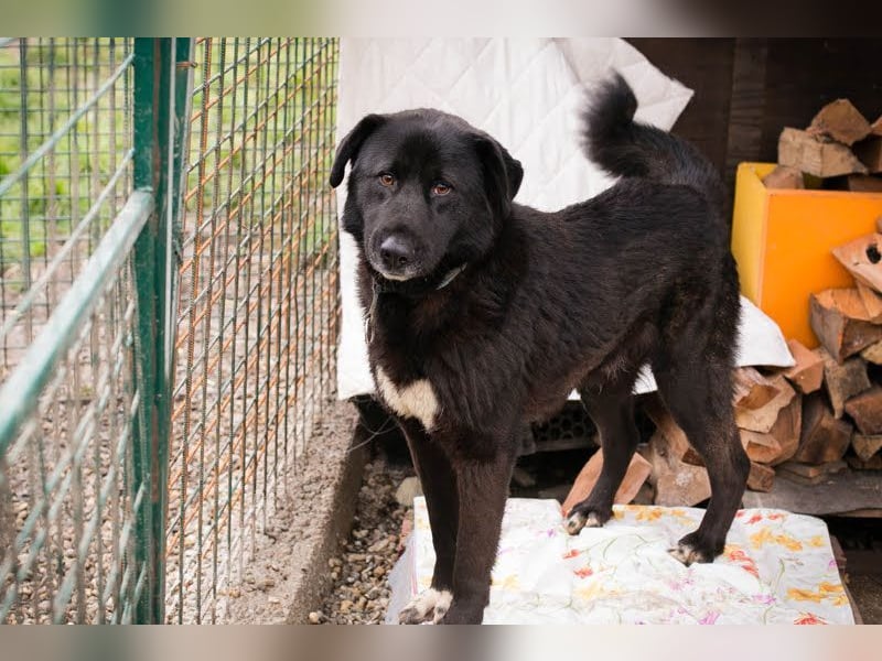 RIO - der aufgeschlossene Rüde hat keine Berührungsängste und spielt sehr gerne!