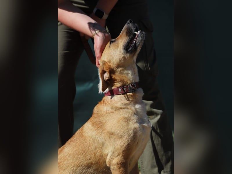 ROXY - die ausgeglichene, gesellige Hündin möchte DEIN Herz erobern!