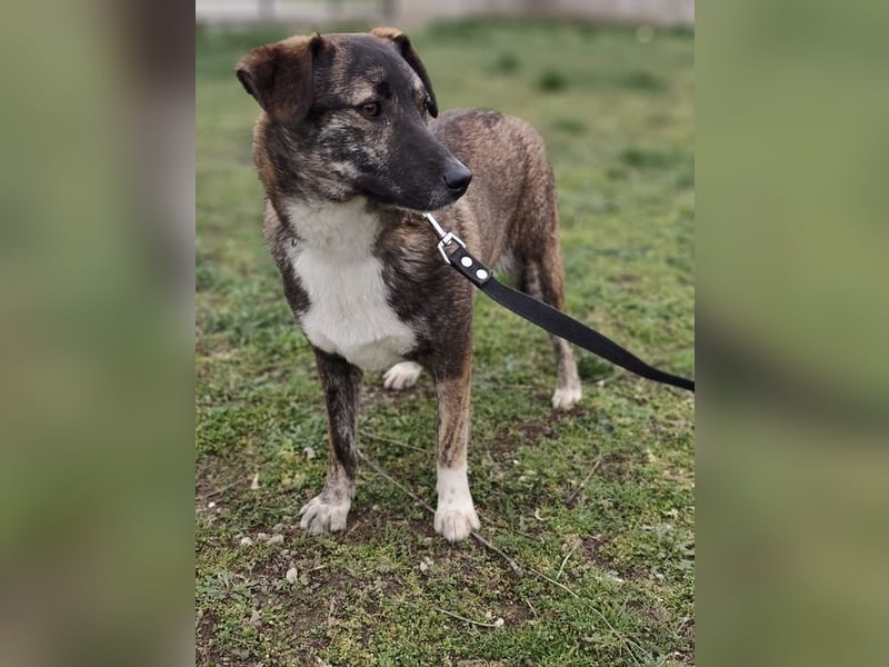 LUCY - die liebe und freundliche Hündin sucht eine unternehmungslustige Familie!