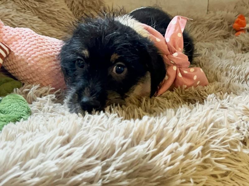 Welpe Chip-Nr. 275733 - ich bringe eine große Portion Leben und Frohsinn in dein Zuhause!