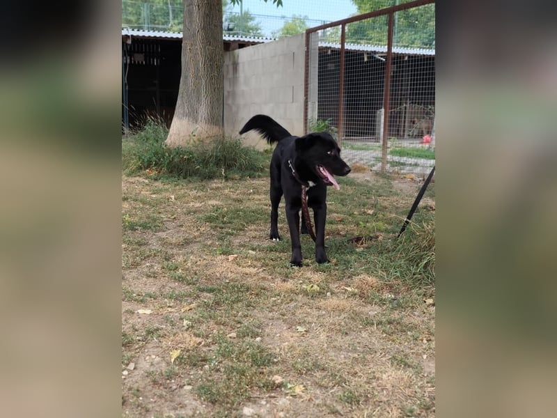 HARIBO - wer zeigt dem tollen Typ, wie schön ein Hundeleben sein kann?