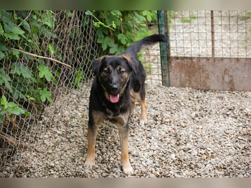 MAXI - der aufgeschlossene, fröhliche junge Rüde möchte DEIN Begleiter sein